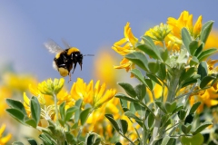 Arı... (Fotoğraf : Aykut Fırat)