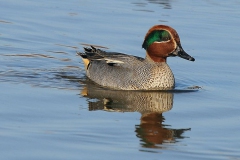 Su kuşu... (Fotoğraf : Aykut Fırat)