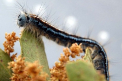Engel tanımayan tırtıl... (Fotoğraf : Aykut Fırat)