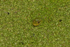 Saklı kurbağa... (Fotoğraf : Aykut Fırat)