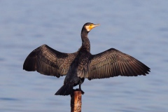 Beklemek zor... (Fotoğraf : Aykut Fırat)