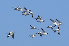 Delta uçuşu... (Fotoğraf : Aykut Fırat)