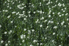 Haşhaş çiçekleri... [Fotoğraf : Saadet Erciyas]