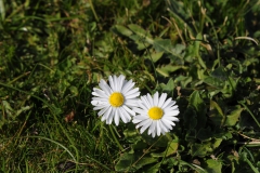 [Papatyalar... Fotoğraf : Aykut Fırat]