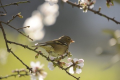 [Minik kuş... Fotoğraf : Aykut Fırat]