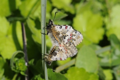 [Kelebek... Fotoğraf : Aykut Fırat]