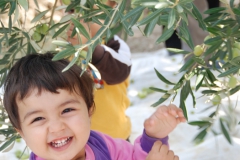 [Akhisar'da Zeytin Hasadı...]