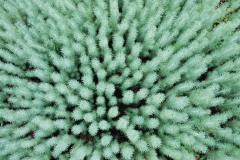 [Çam fidanları... Fotoğraf: Hüseyin Erciyas]