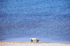[Kış gelmiş... Herkes gitmiş... Fotoğraf: Hüseyin Erciyas]