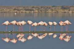 [Flamingolar... Fotoğraf: İBB Basın]