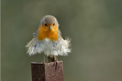 [Minik kuş... Fotoğraf: ...... ......]