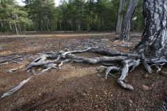 [Kök sarmaşıklar... Fotoğraf: Aykut Fırat]