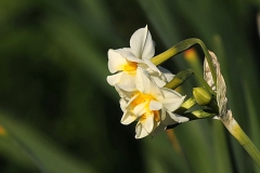 [Nergis... Fotoğraf: Aykut Fırat]