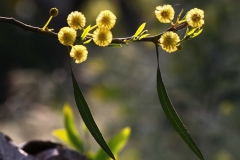 [Çiçek... Fotoğraf: Aykut Fırat]