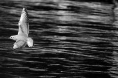 [Deniz ve martı... Fotoğraf: Aykut Fırat]