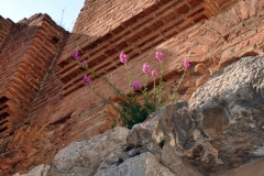 [Tarihin kucağında açan çiçek... Fotoğraf: Saadet Erciyas]