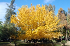 [Sonbaharın rengi... Fotoğraf: Hüseyin Erciyas]