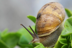 [Salyangoz ve sinek... Fotoğraf: Aykut Fırat]