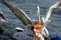 [Pelikanlar... Fotoğraf: Turan Gültekin]