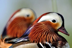 [Tablo gibi kuşlar... Fotoğraf: Turan Gültekin]