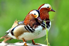 [Rengarenk... Fotoğraf: Turan Gültekin]