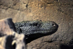 [Sürüngen bakış... Fotoğraf: Turan Gültekin]