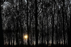 Ormanın gizemi [Fotoğraf: Turan Gültekin]