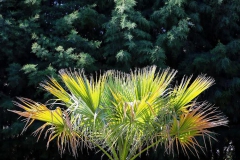 Yeşildeki ışık [Fotoğraf: Turan Gültekin]