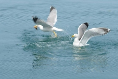 (Fotoğraf: Esat Erçetingöz)