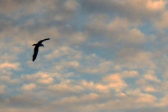 (Fotoğraf: Esat Erçetingöz)