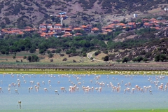 Bizim köyün flamingoları... Fotoğraf: Turan Gültekin