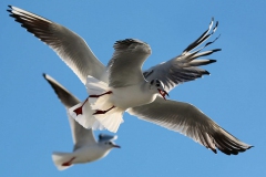 Gagamdaki ganimet... Fotoğraf: Turan Gültekin