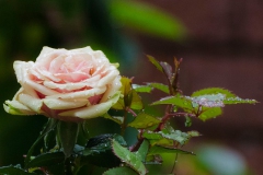 Gönlünüzde güller açsın... Fotoğraf: Turan Gültekin