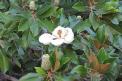 Manolya... Fotoğraf: Hüseyin Erciyas