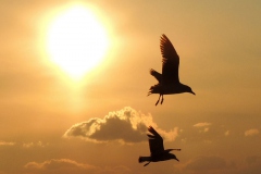 Gün batımında yarışan martılar... Fotoğraf: Esat Erçetingöz