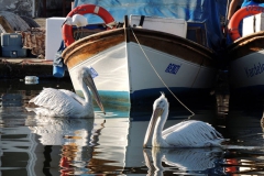 Balıkçılar ve balıkçıllar... Fotoğraf: Esat Erçetingöz