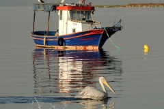 Balıkçılar ve balıkçıllar (2)... Fotoğraf: Esat Erçetingöz