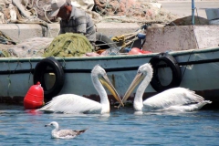 Balıkçılar ve balıkçıllar (3)... Fotoğraf: Esat Erçetingöz